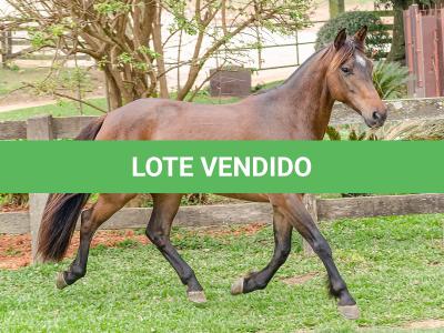 LOTE 003 - DEBOCHADA DO ESTOURO DE TROPA