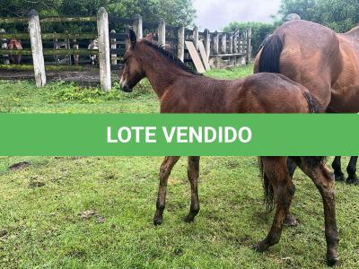 LOTE 021 - NOME A ESCOLHER (LENA DUAL HICK LCDP)