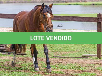 LOTE 002 - LABAREDA DA FLORÊNCIA