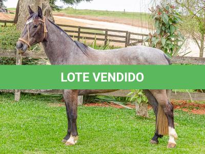 LOTE 006 - ROSA NEGRA DE SANTA CARMELITA