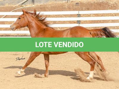 LOTE 015 - DINA ROOSTERS GUN