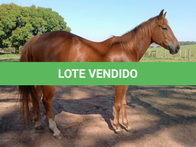 LOTE 011 - PERKS LADY GOLD