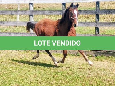 LOTE 003 - HILIGHT GOTTA GUN