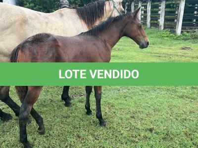 LOTE 019 - NOME A ESCOLHER (POCO MELODYS MG2)