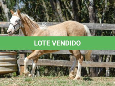 LOTE 014 - BLUE EYES FACE GUN