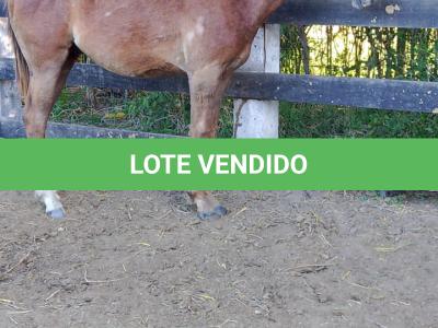 LOTE 005 - LORD DUAL PISTOL MG2