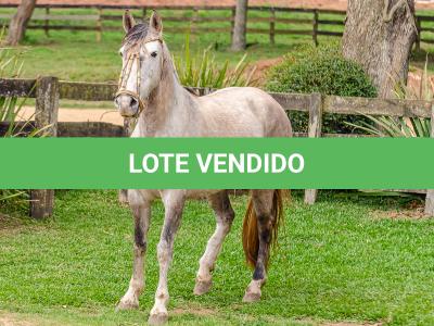 LOTE 004 - TACA CRIOLLA BIEN MANDADA