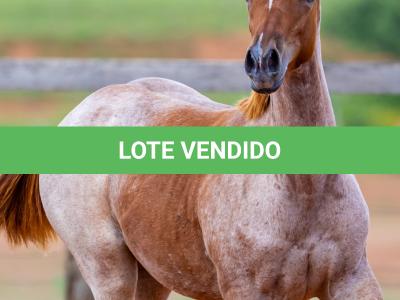 LOTE 003 - METALIC SOMEBODY WSR