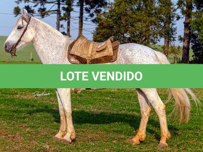 LOTE 009 - DANÇARINA DA ARKAFLA