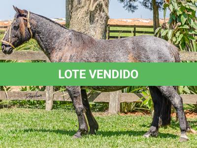 LOTE 010 - CAMPERA DA MARCA ANTIGA
