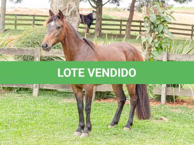 LOTE 003 - DEBOCHADA DO ESTOURO DE TROPA