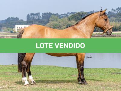 LOTE 005 - SAFIRA DA RIO BONITO