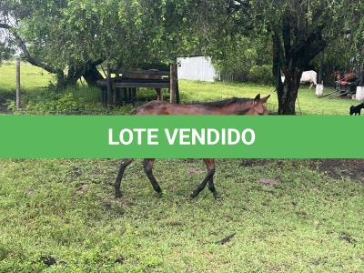LOTE 019 - NOME A ESCOLHER (POCO MELODYS MG2)