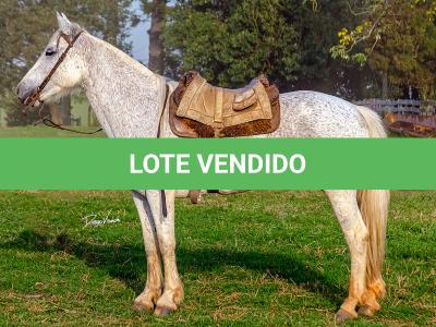 LOTE 009 - DANÇARINA DA ARKAFLA