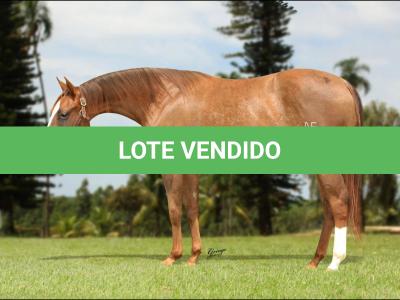 LOTE 013 - HI ON LINE NFA