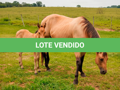 LOTE 014 - CRISTAL SMART CHEX (2x1)