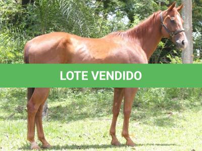 LOTE 007 - EMO DASH TOO