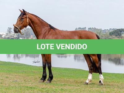 LOTE 002 - LABAREDA DA FLORÊNCIA