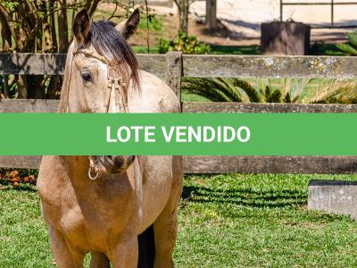 LOTE 008 - BARRO PRETO CALIFÓRNIA