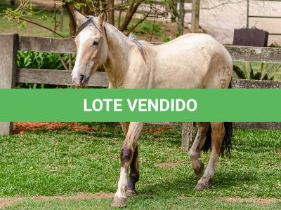 LOTE 007 - BARRO PRETO CATALUNHA