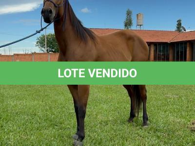 LOTE 013 - HANNA SMOKIN