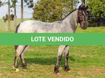 LOTE 011 - BOTECO DO RIO DA ONÇA