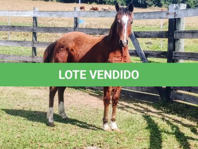 LOTE 003 - HILIGHT GOTTA GUN