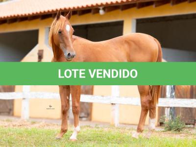 LOTE 010 - METALLIC BLUE JEANS