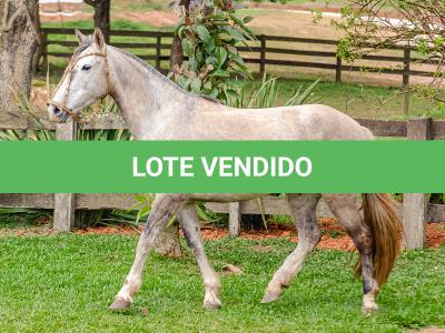 LOTE 004 - TACA CRIOLLA BIEN MANDADA