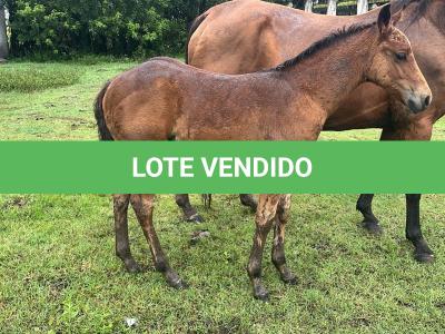 LOTE 021 - NOME A ESCOLHER (LENA DUAL HICK LCDP)