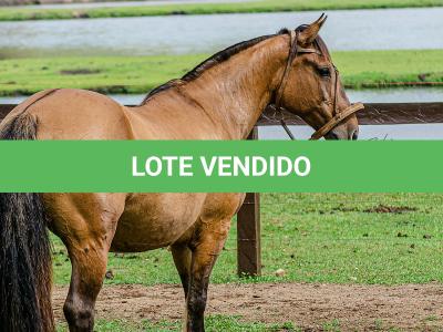 LOTE 005 - SAFIRA DA RIO BONITO