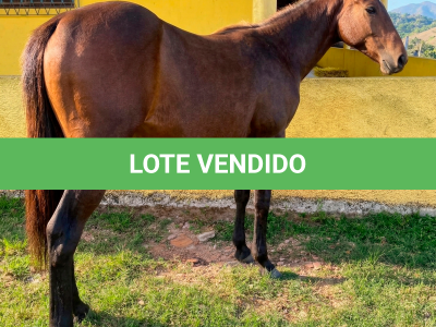 LOTE 011 - FLIKA APOLO DIEGO