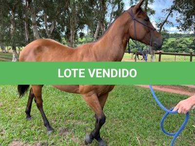 LOTE 013 - HANNA SMOKIN