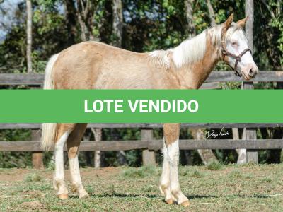 LOTE 014 - BLUE EYES FACE GUN