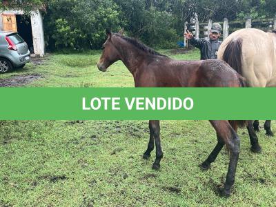 LOTE 019 - NOME A ESCOLHER (POCO MELODYS MG2)