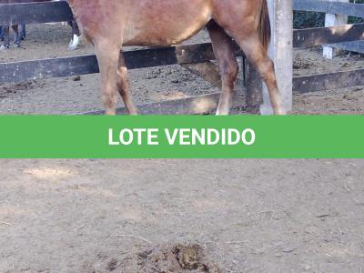 LOTE 005 - LORD DUAL PISTOL MG2
