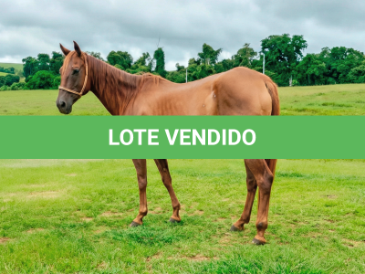 LOTE 016 - GAIA LITTLE DOC (3x1 • P+ HILIGHT GUN)