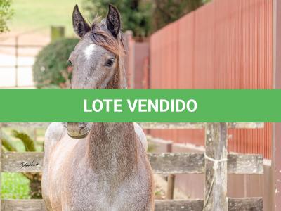 LOTE 006 - ROSA NEGRA DE SANTA CARMELITA