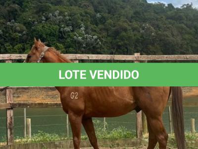 LOTE 009 - KING ZANA G2