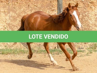 LOTE 015 - DINA ROOSTERS GUN