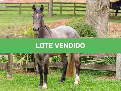 LOTE 006 - ROSA NEGRA DE SANTA CARMELITA