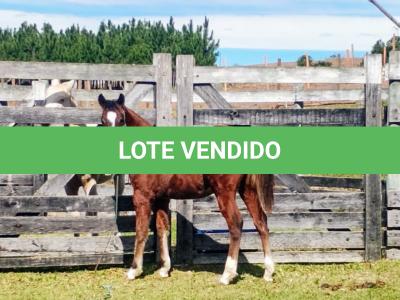 LOTE 003 - HILIGHT GOTTA GUN