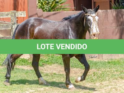 LOTE 012 - UTRILLO DO RINCÃO  DAS HORTÊNCIAS