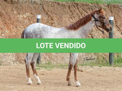 LOTE 017 - TIME WHIZ HOLLY CAT