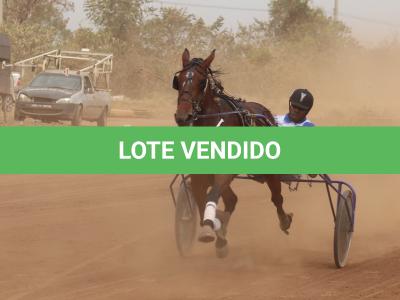 LOTE 004 - A.A SERPENT MALIBU (Ventre com Cobertura Exclusiva)