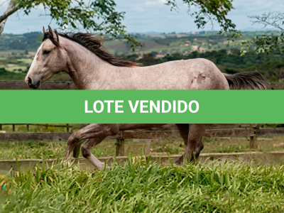 LOTE 002 - DON PRIMO ROXO FON