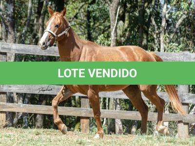 LOTE 016 - CD BEAVERZITA