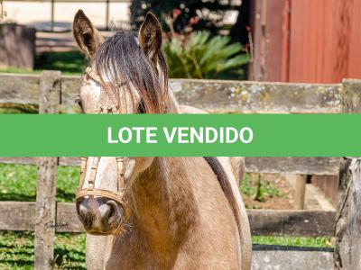 LOTE 008 - BARRO PRETO CALIFÓRNIA