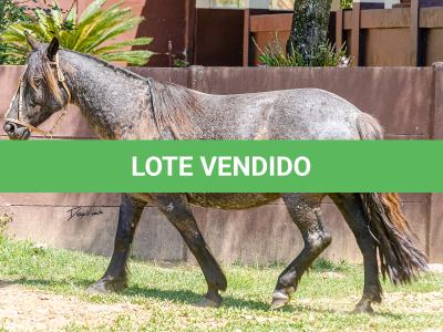 LOTE 010 - CAMPERA DA MARCA ANTIGA