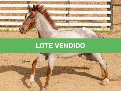 LOTE 017 - TIME WHIZ HOLLY CAT